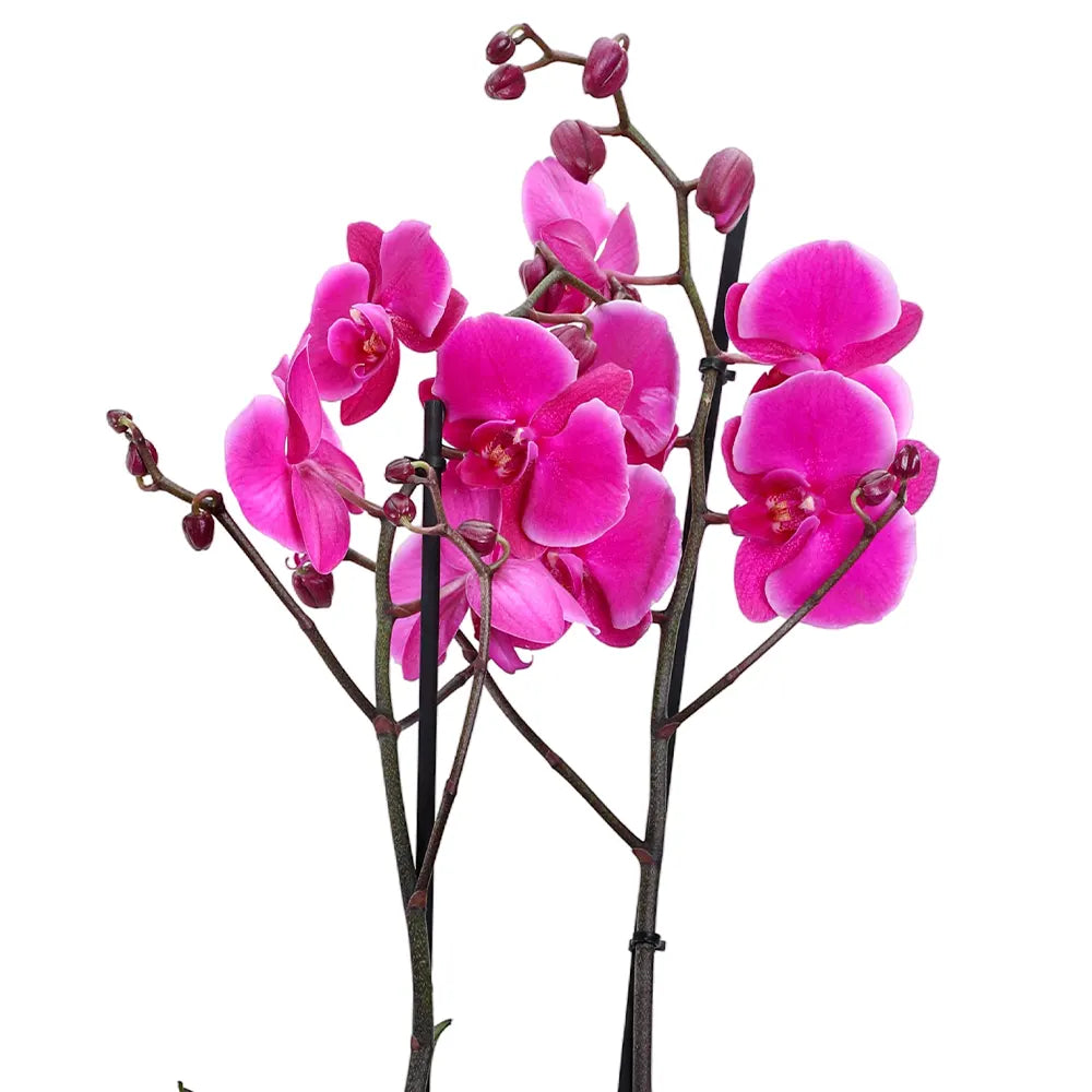 PINK ORCHIDS IN BEIGE POT