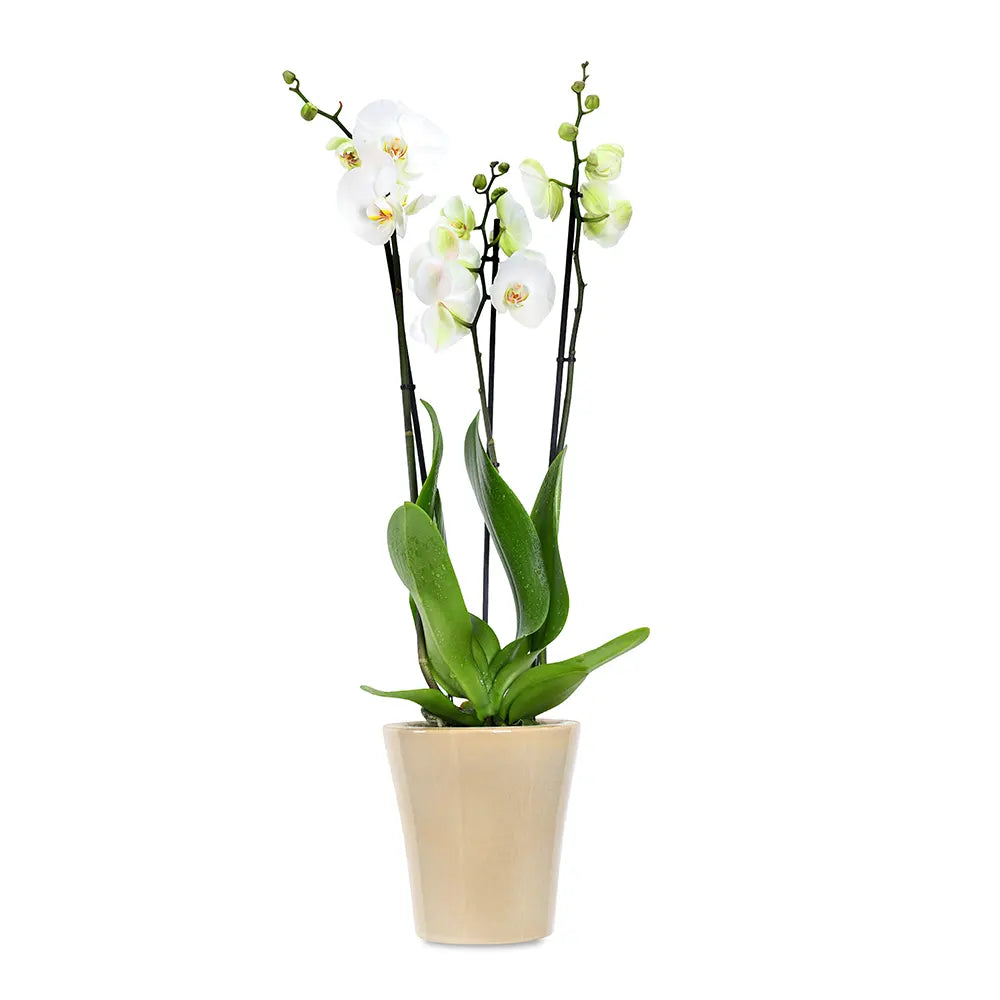 ORCHIDS IN BEIGE POT