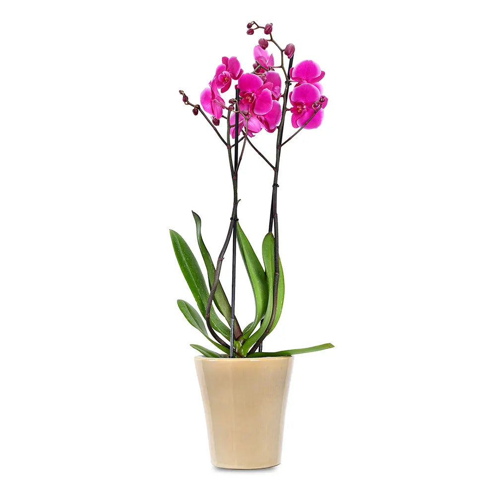 PINK ORCHIDS IN BEIGE POT