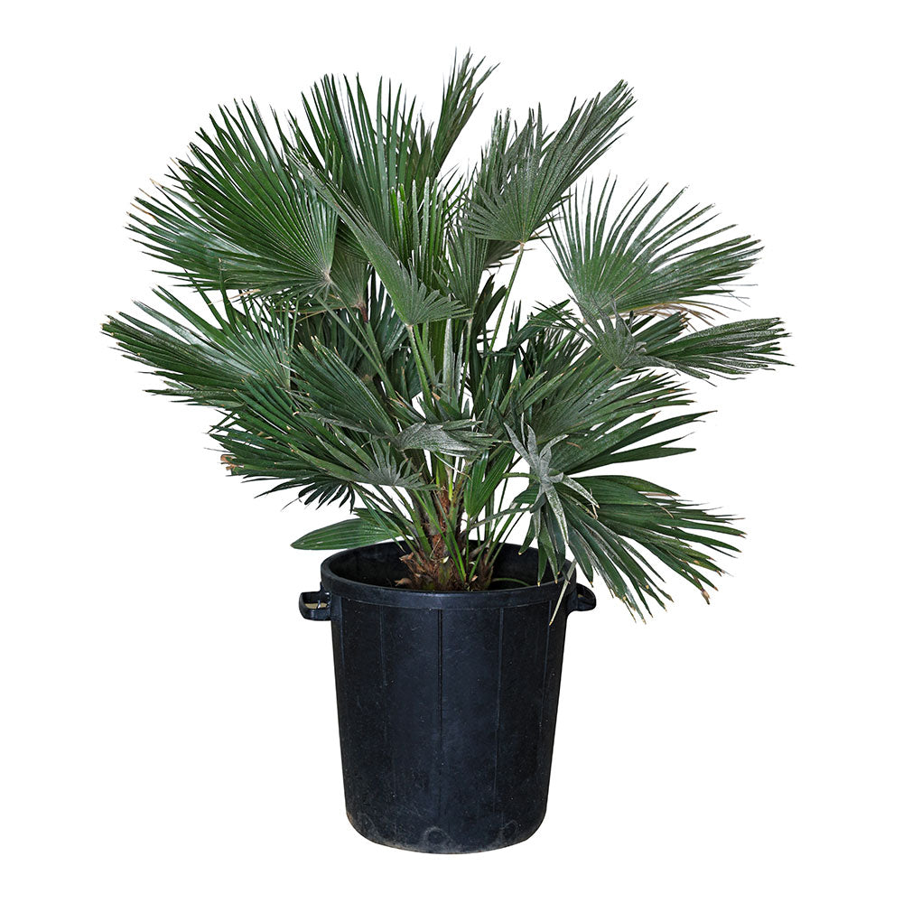 CHAMAEROPS HUMILIS - COMPACTA  نخيل شاميروبس مكبس