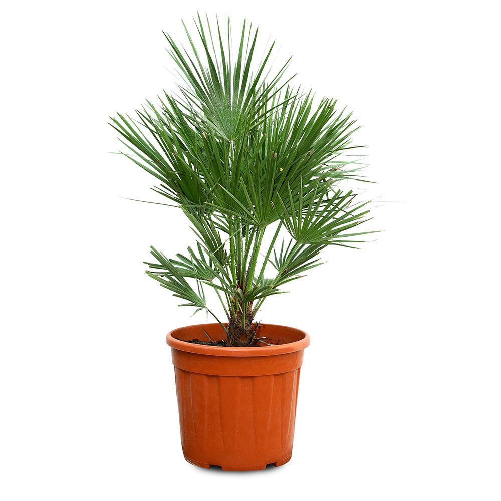 CHAMAEROPS HUMILIS V.28  شاميروبس