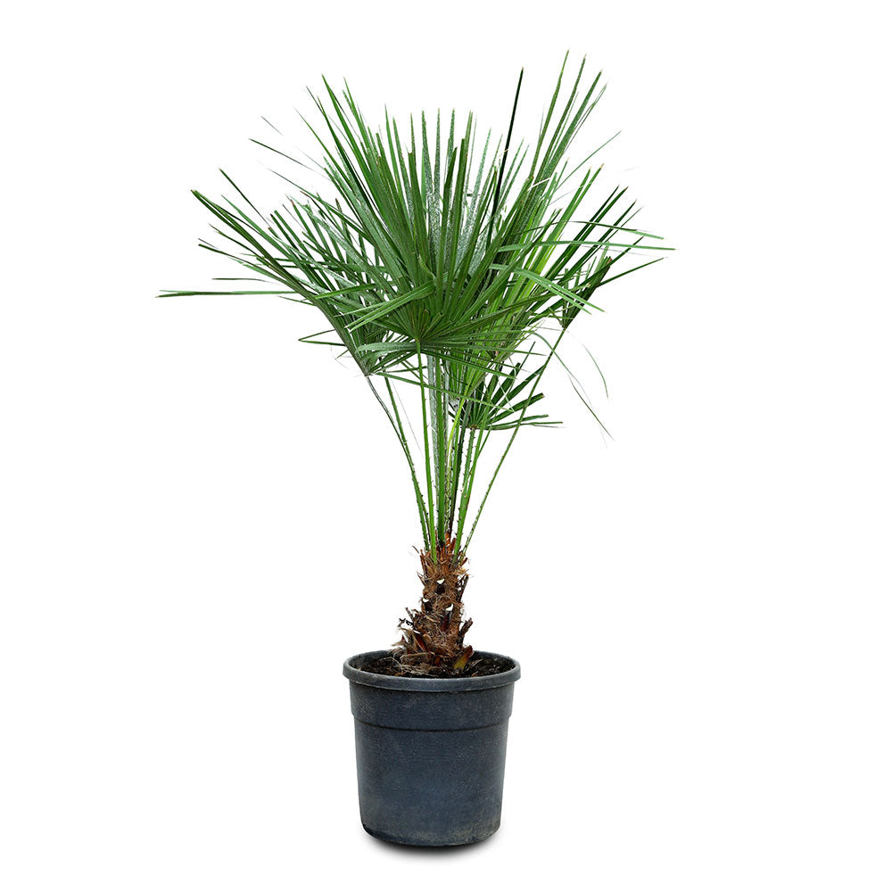 CHAMAEROPS HUMILIS 110 V.22 شاميروبس متعدد الجذوع