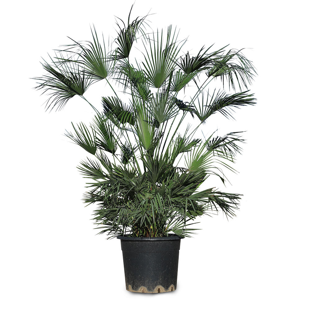 CHAMAEROPS HUMILIS V.35 نخيل شاميروبس 