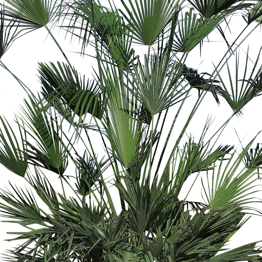 CHAMAEROPS HUMILIS V.35 نخيل شاميروبس