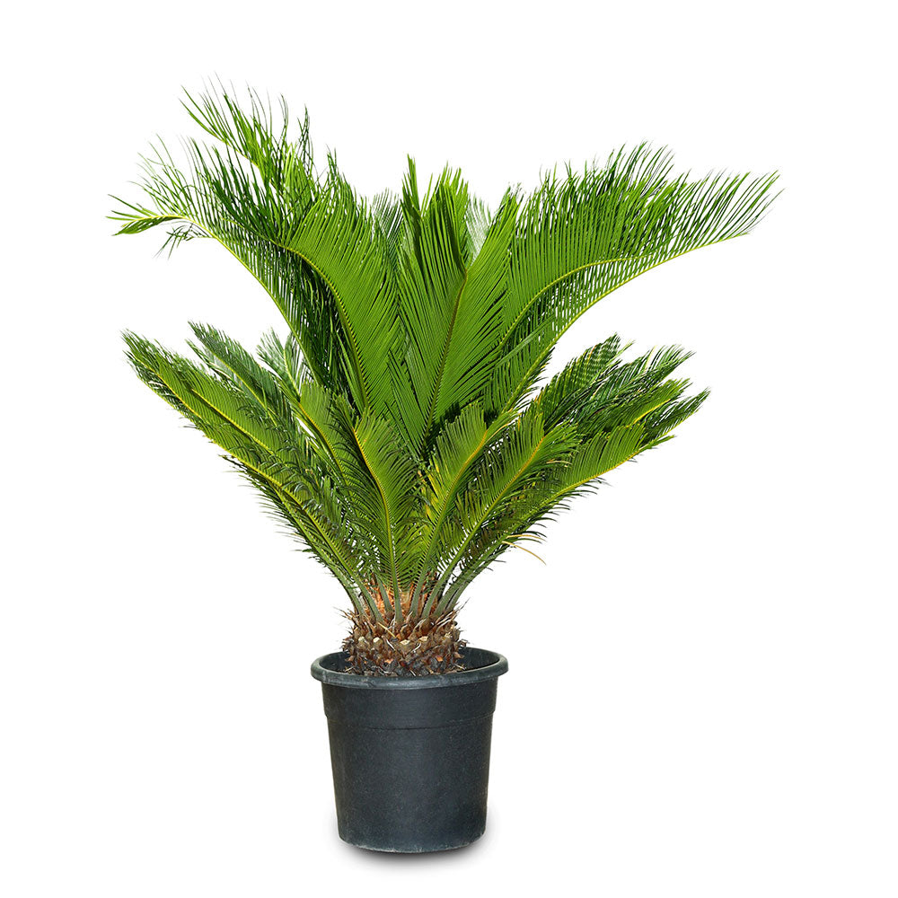 CYCAS REVOLUTA - سيكاس ريفولوتا