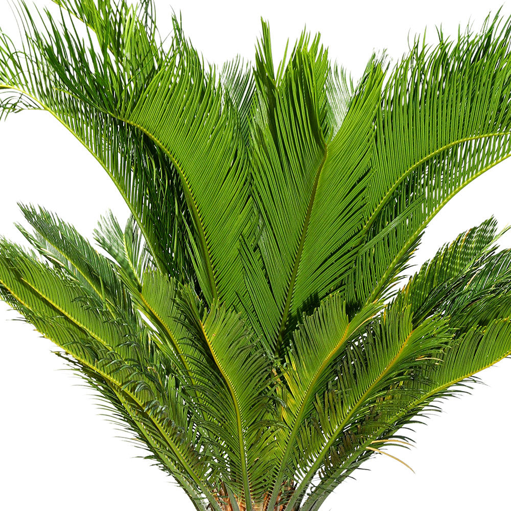 CYCAS REVOLUTA - سيكاس ريفولوتا