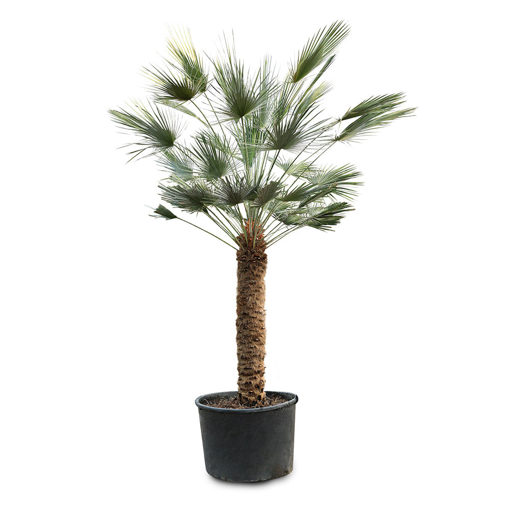 CHAMAEROPS HUMILIS 160LT نخيل الشاميروبس