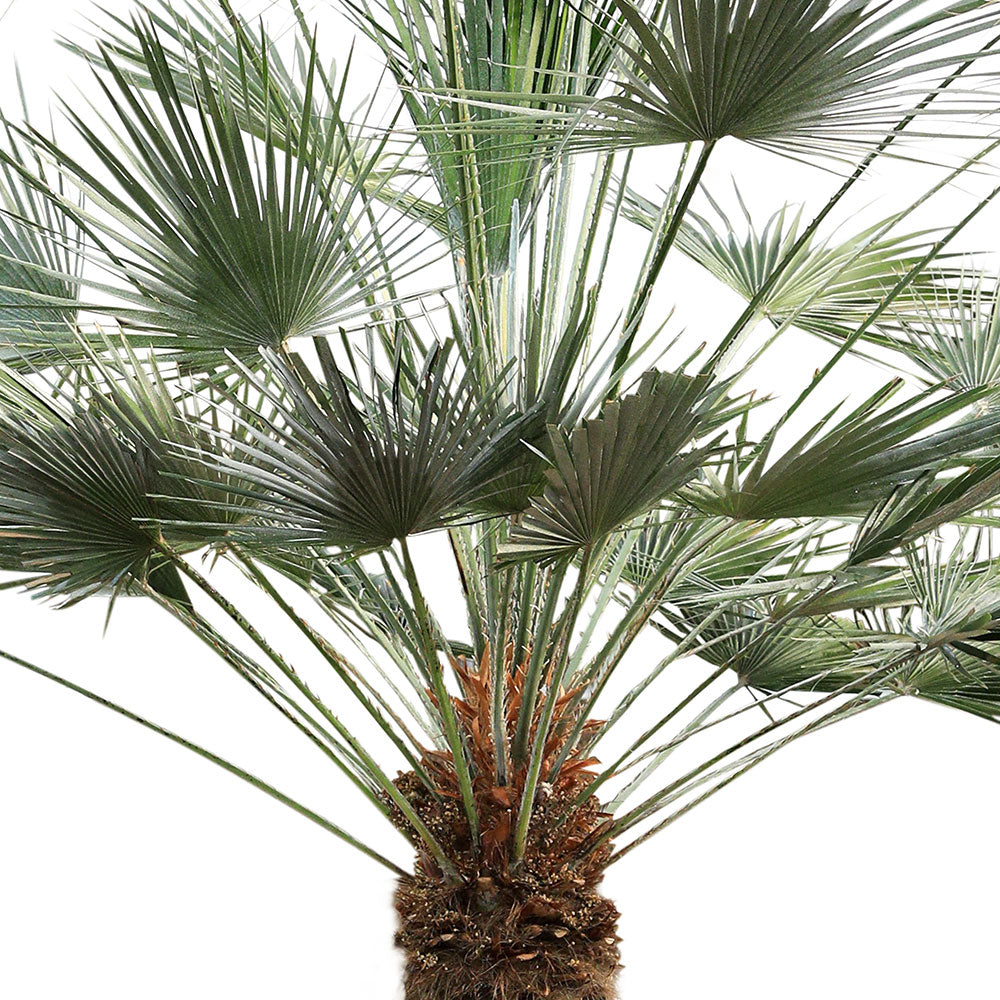 CHAMAEROPS HUMILIS 160LT نخيل الشاميروبس