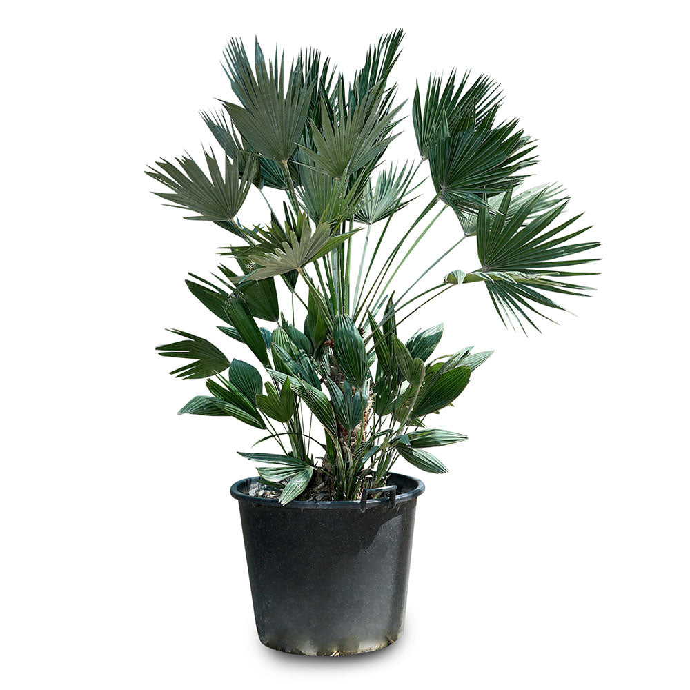 CHAMAEROPS HUMILIS - COMPACTA  نخيل شاميروبس مكبس