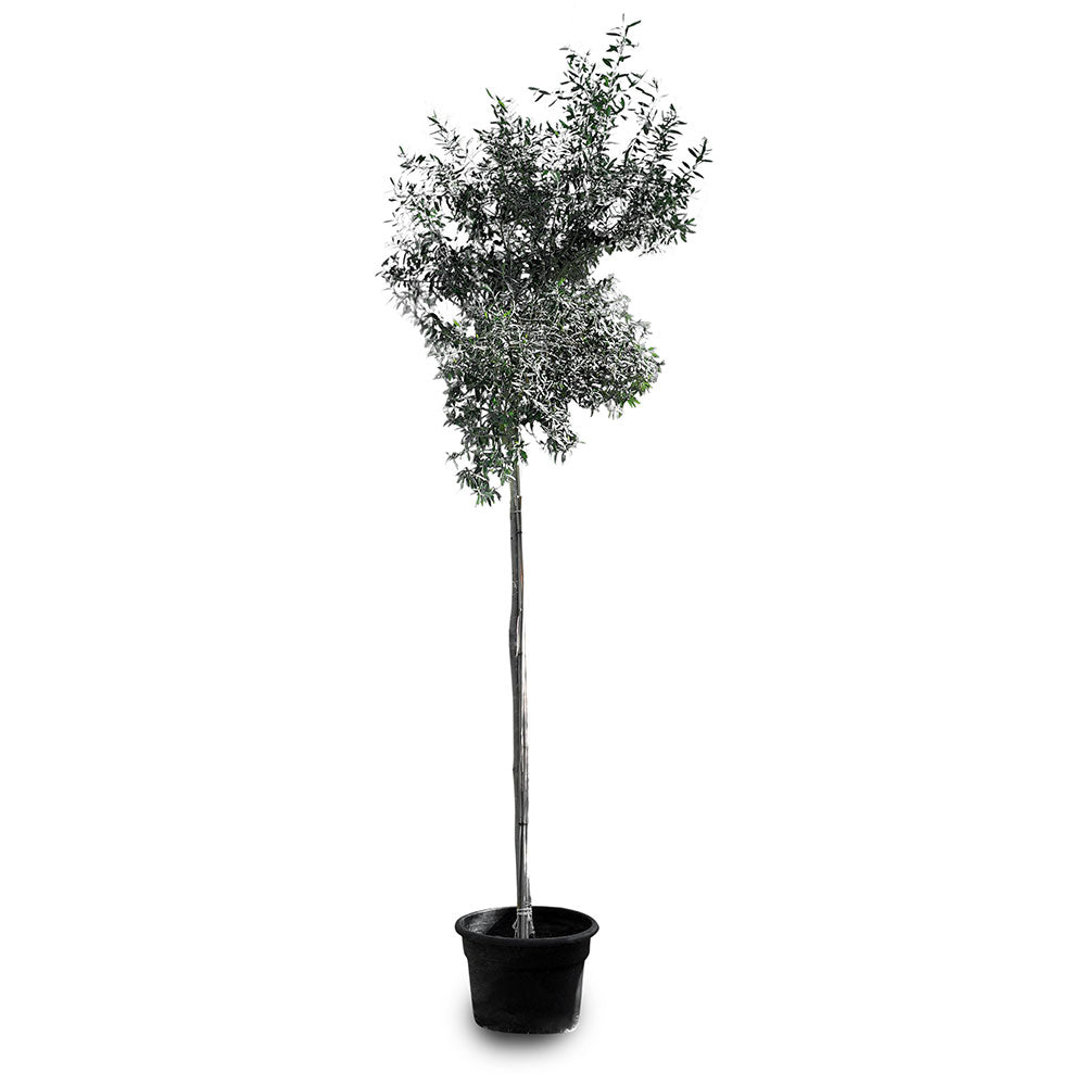 OLEA EUROPEA V.35 CIRC.TR. 8/10 ألبيرو زيتون البيرو 