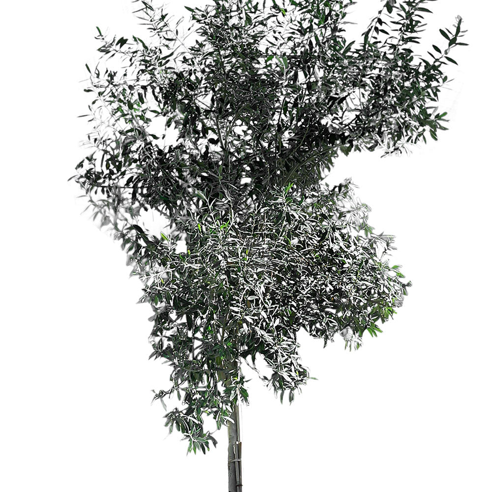 OLEA EUROPEA V.35 CIRC.TR. 8/10 ألبيرو زيتون البيرو 