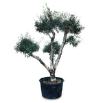 OLEA EUROPEA BRANCHED - MEDIUM زيتون متفرعة حجم وسط
