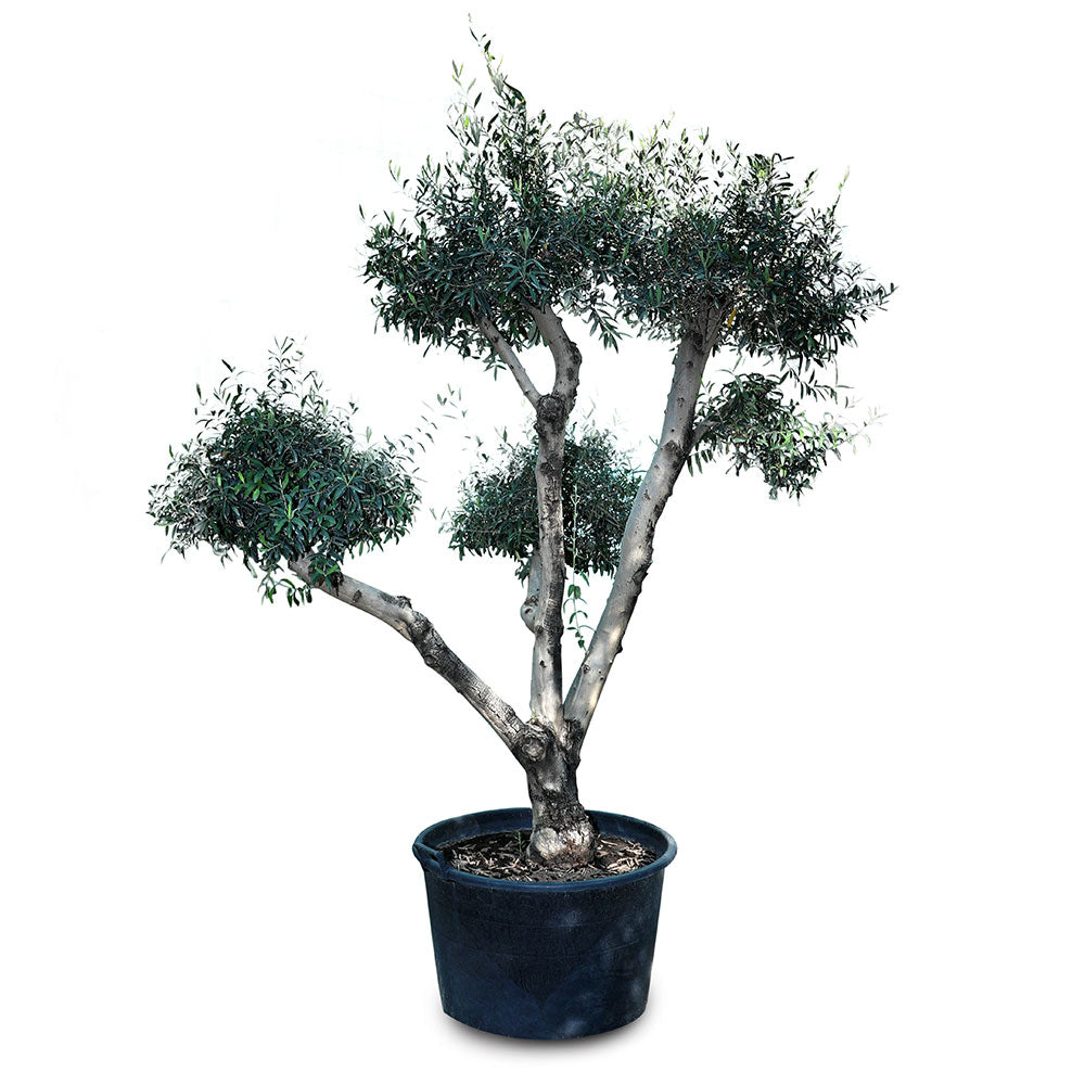 OLEA EUROPEA BRANCHED - MEDIUM زيتون متفرعة حجم وسط