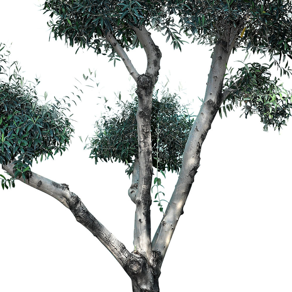 OLEA EUROPEA BRANCHED - MEDIUM زيتون متفرعة حجم وسط