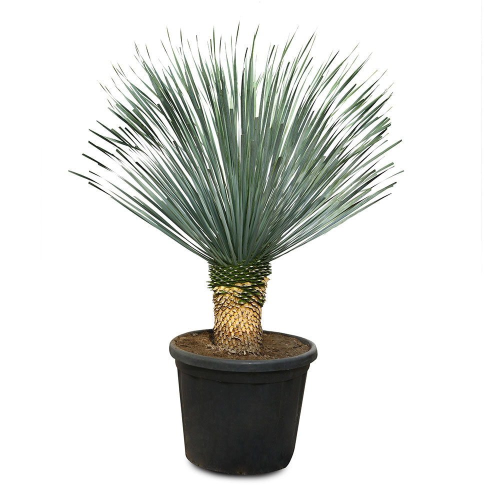 YUCCA ROSTRATA - يوكا روستراتا