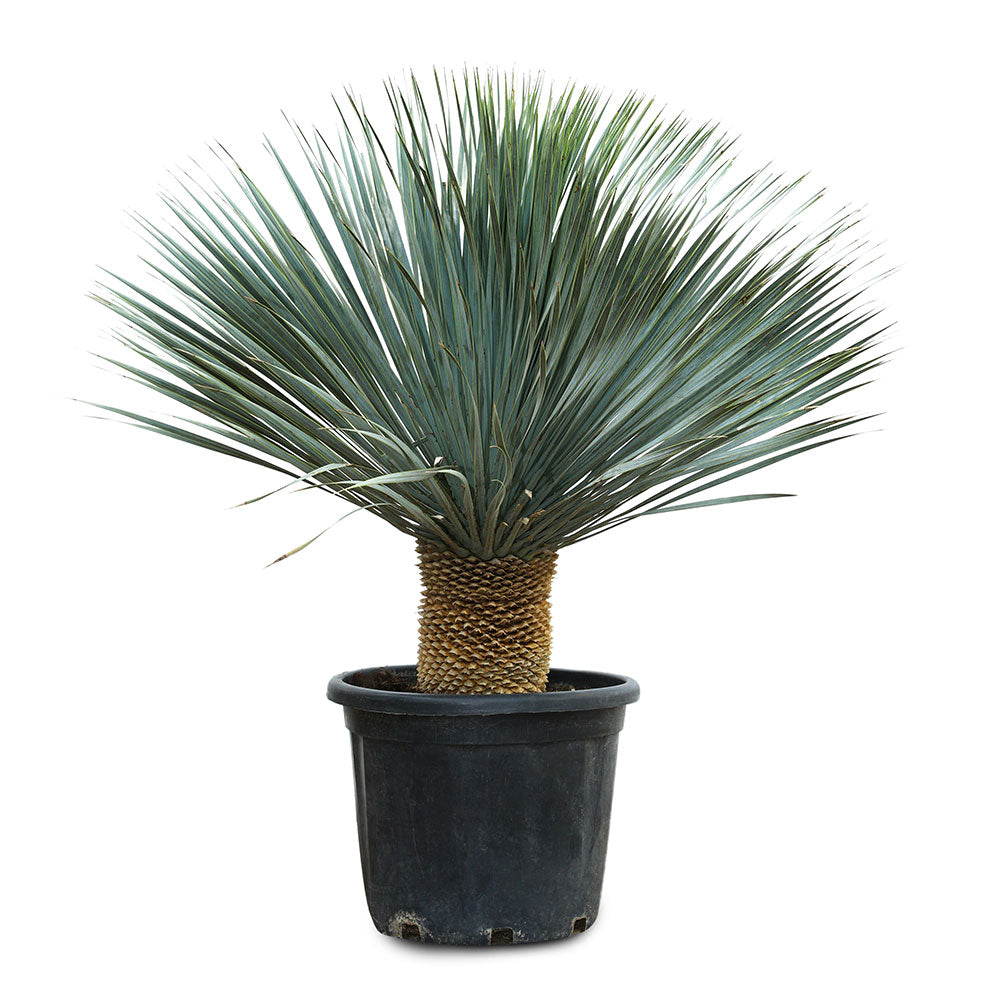 YUCCA ROSTRATA - يوكا روستراتا