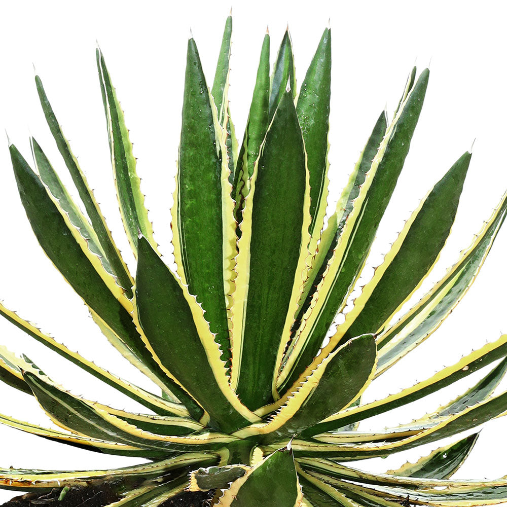 AGAVE LOPHANTHA