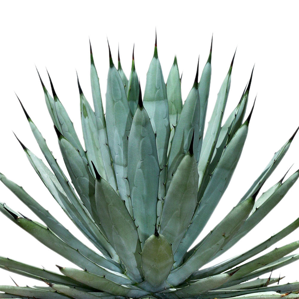 AGAVE MACROACANTHA