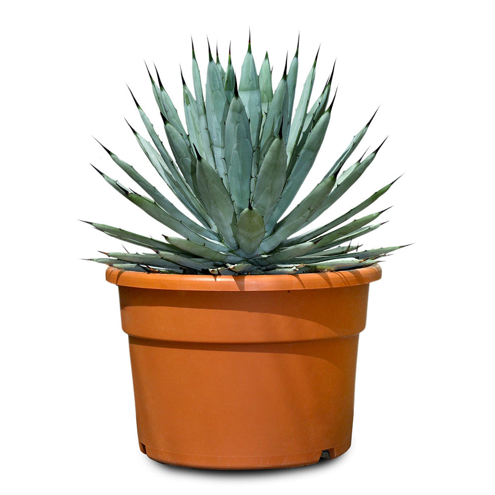 AGAVE MACROACANTHA