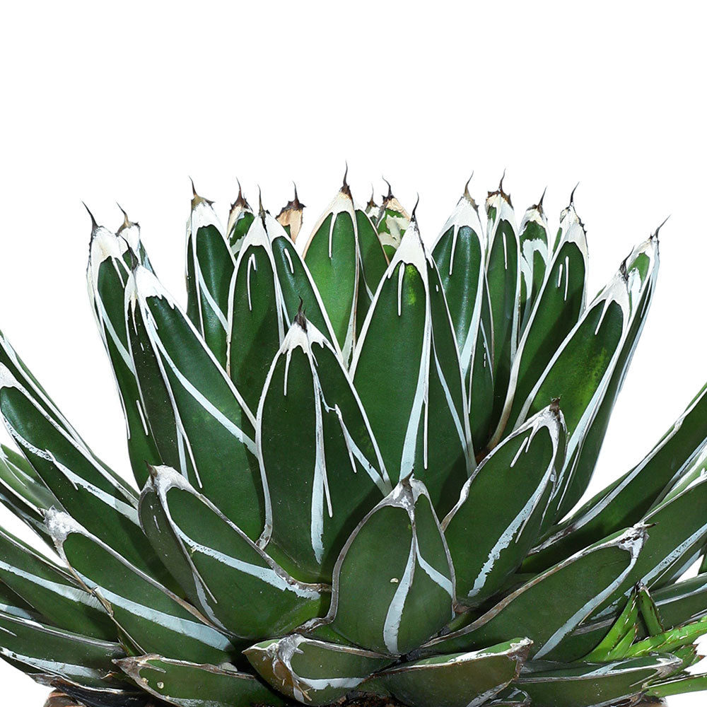 AGAVE VICTORIAE REGINAE