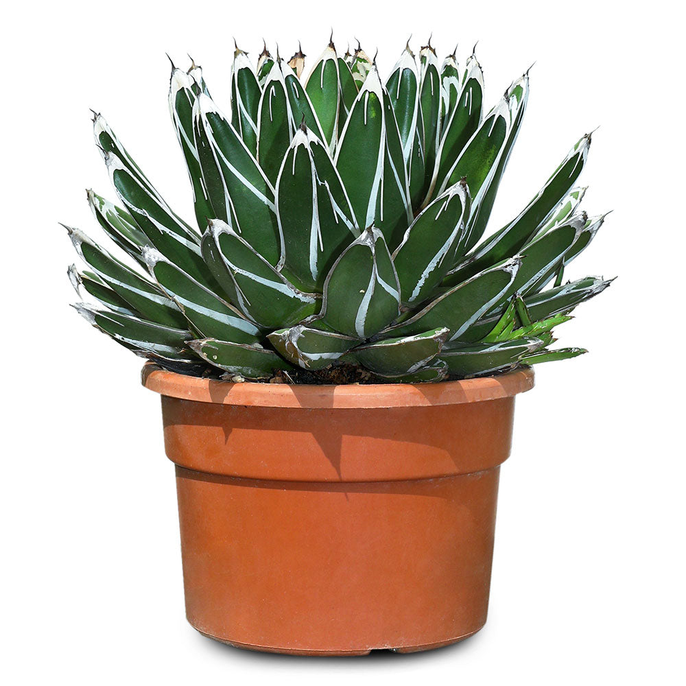 AGAVE VICTORIAE REGINAE