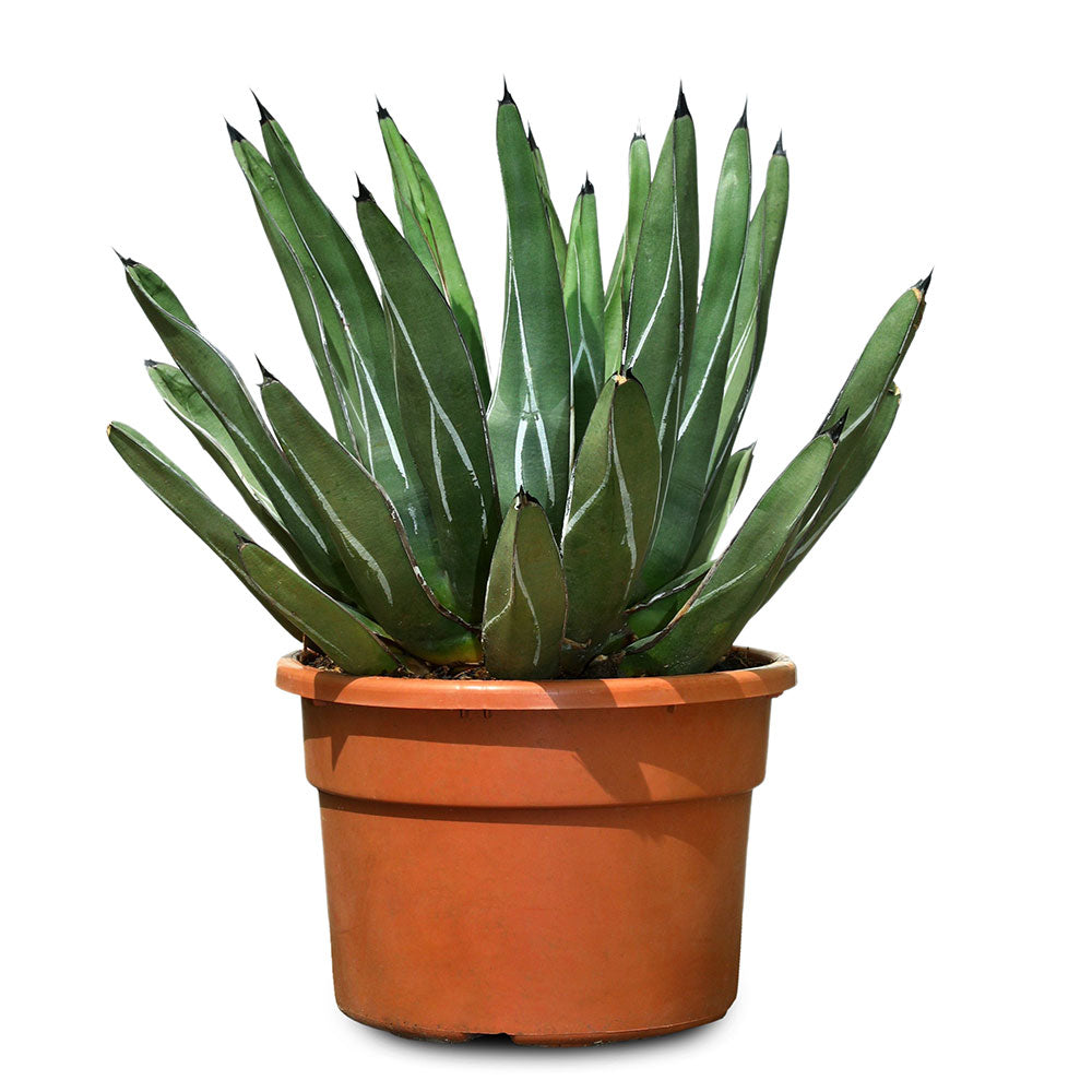 AGAVE FERDINANDI REGIS