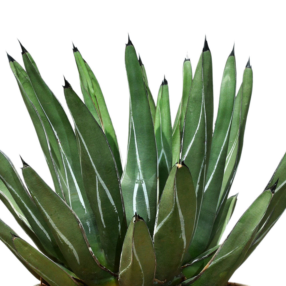 AGAVE FERDINANDI REGIS