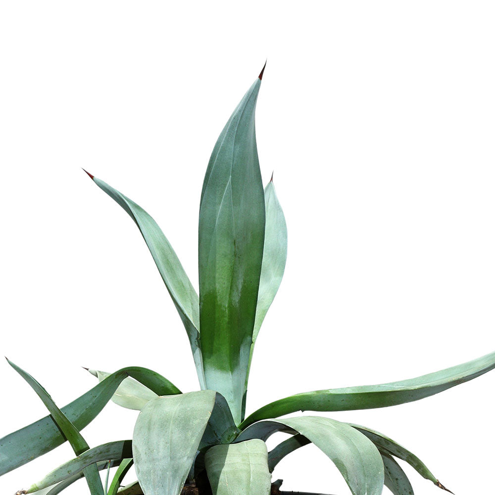 AGAVE WEBERI