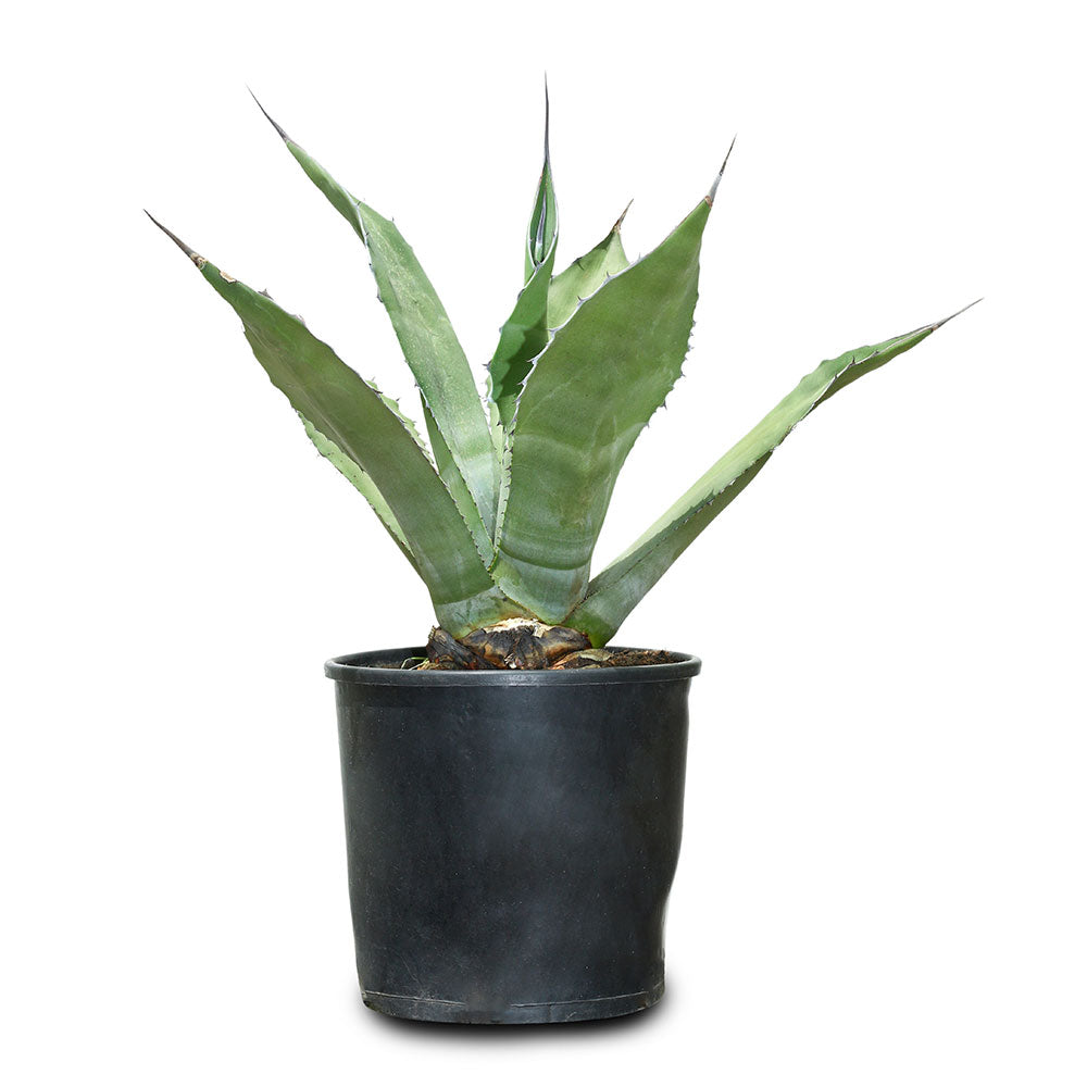 AGAVE FEROX