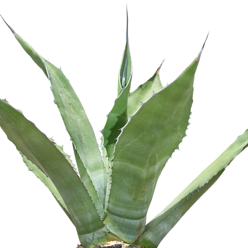 AGAVE FEROX