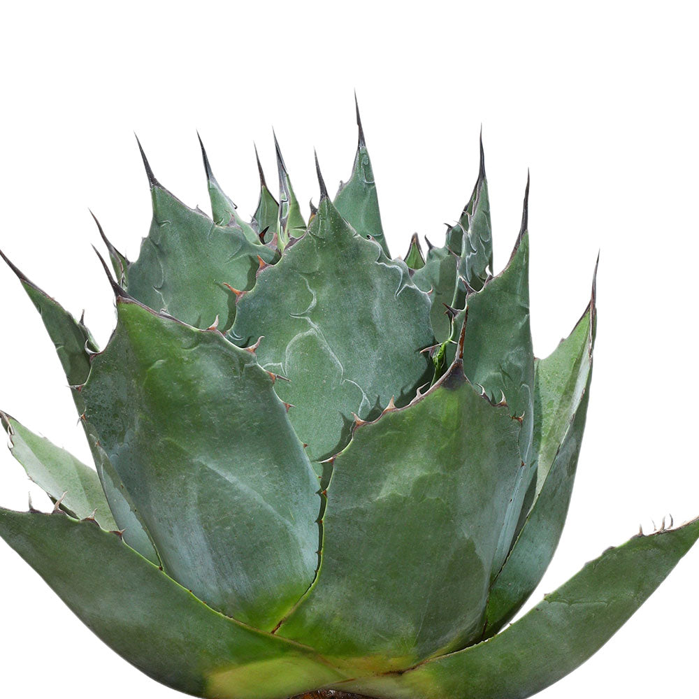 AGAVE PARRASANA