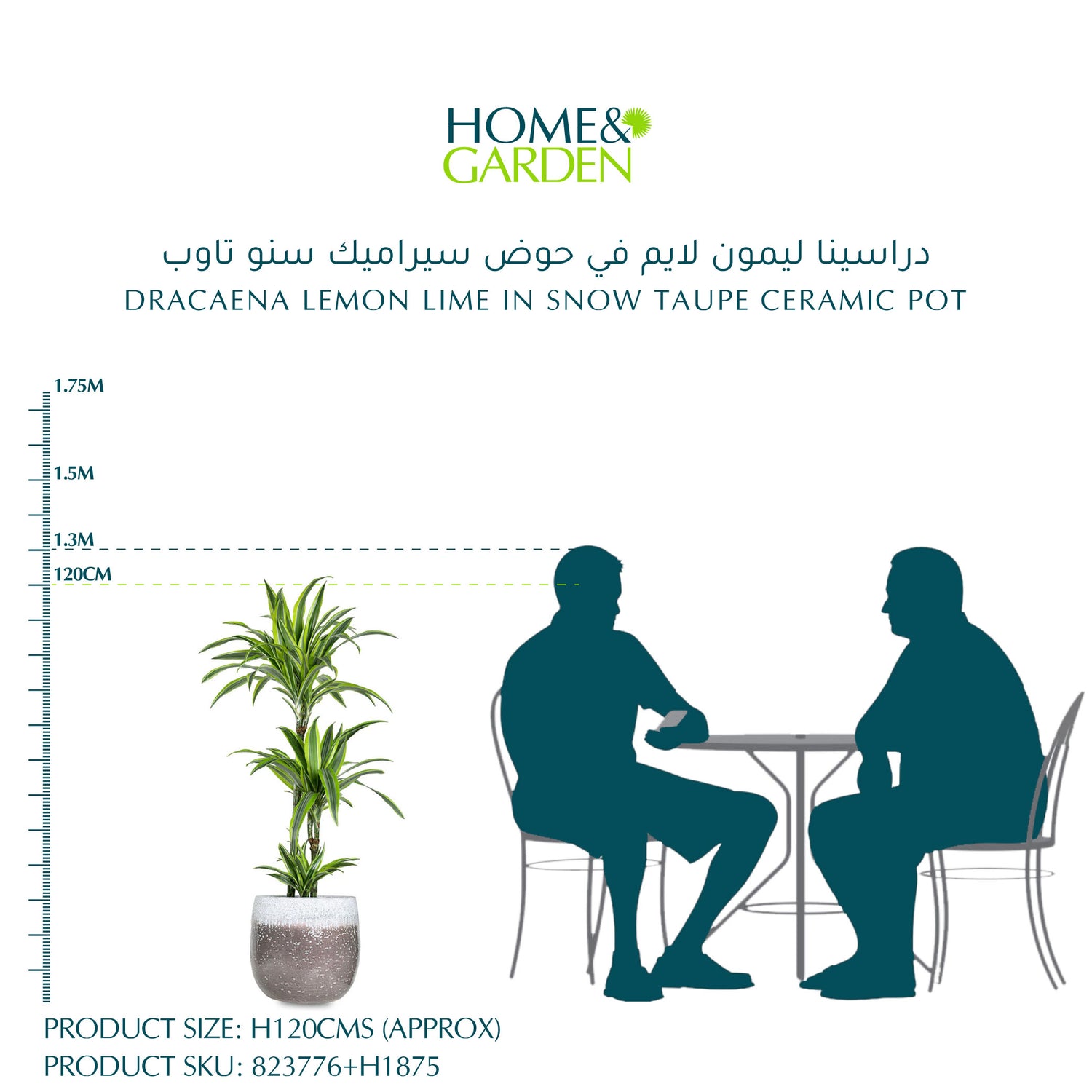  دراسينا ليمون لايم في حوض سيراميك سنو تاوب