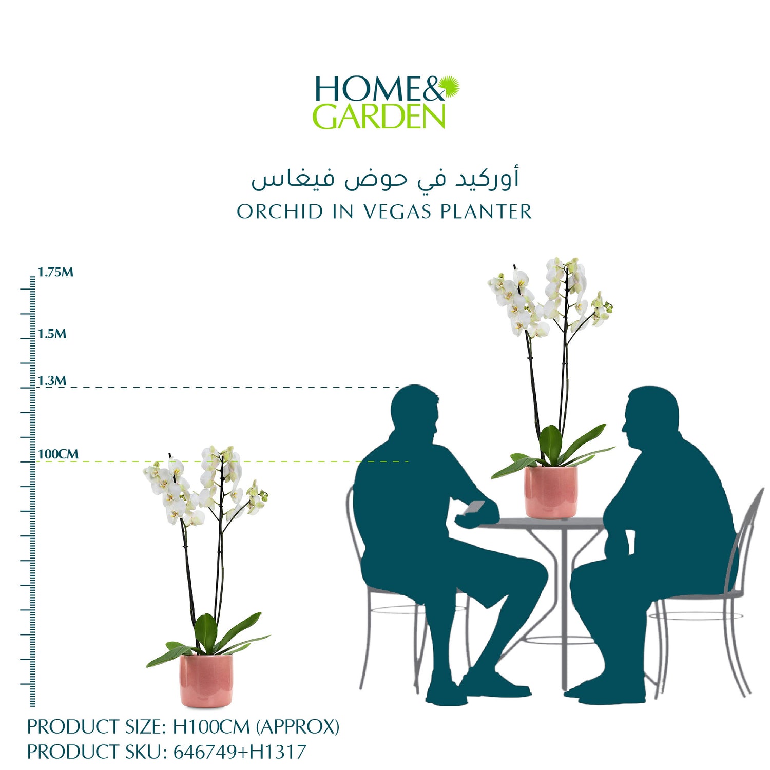 أوركيد في حوض فيغاس