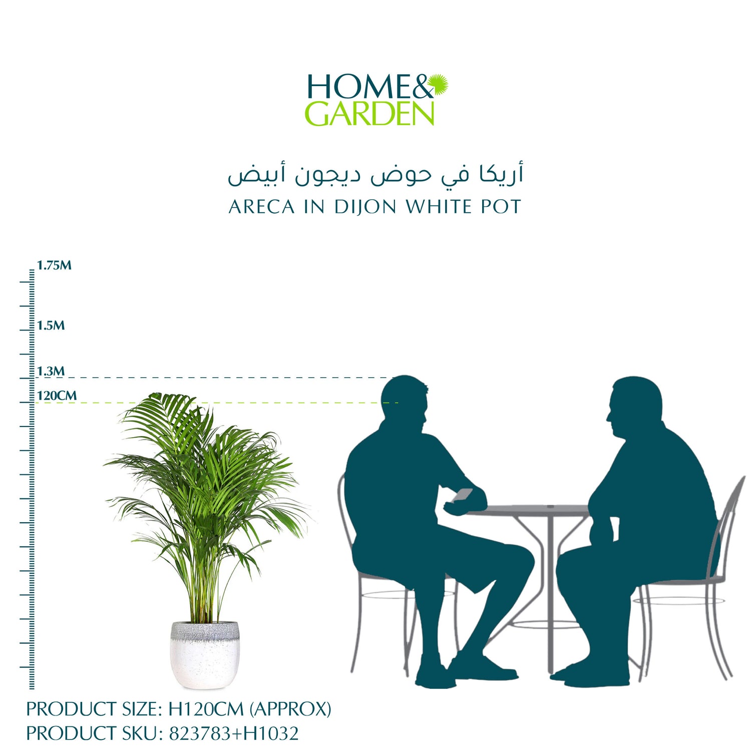 أريكا في حوض ديجون أبيض