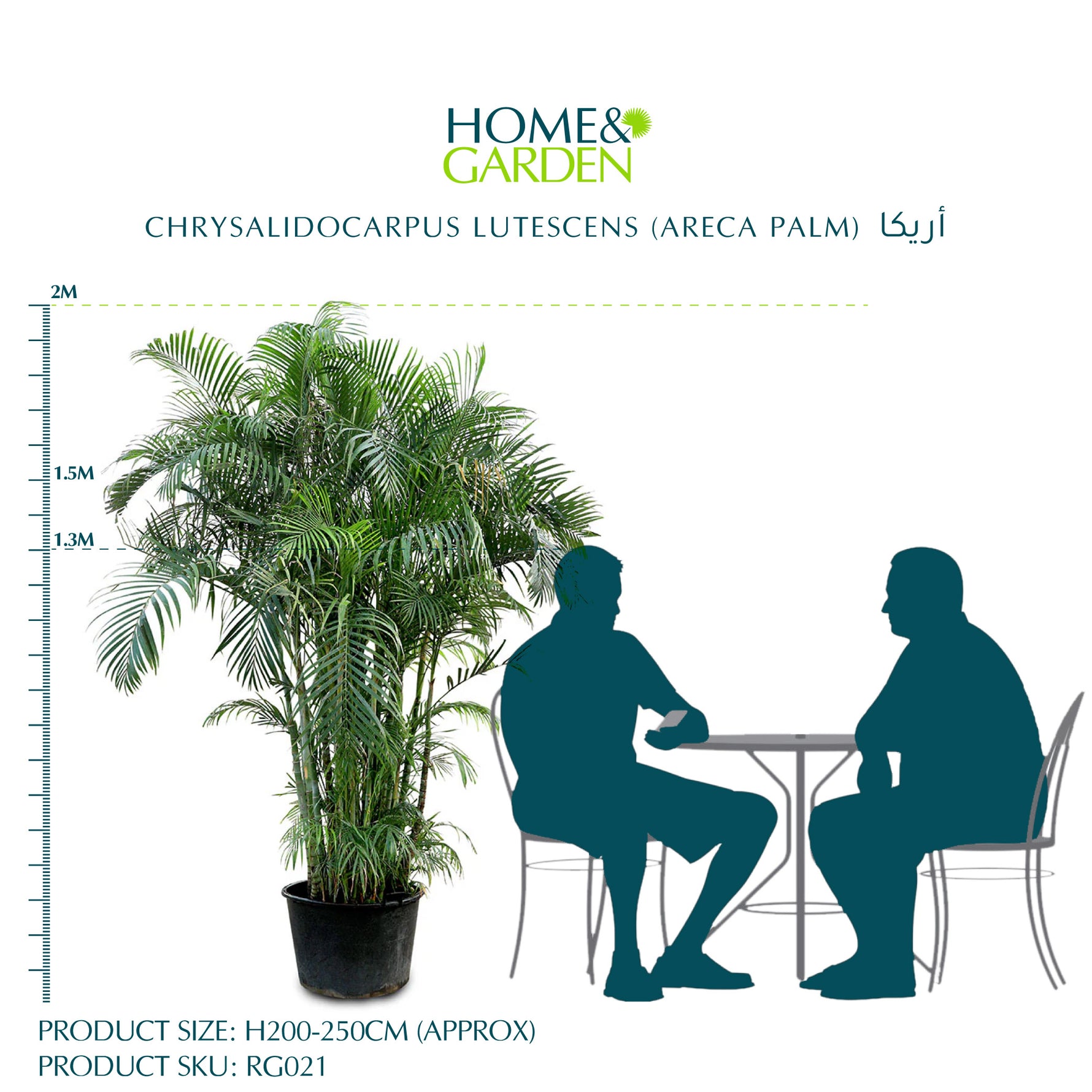 difference between areca palm and bamboo palm CHRYSALIDOCARPUS LUTESCENS (ARECA PALM) H 200-250 CMS | Buy Plants in Kuwait