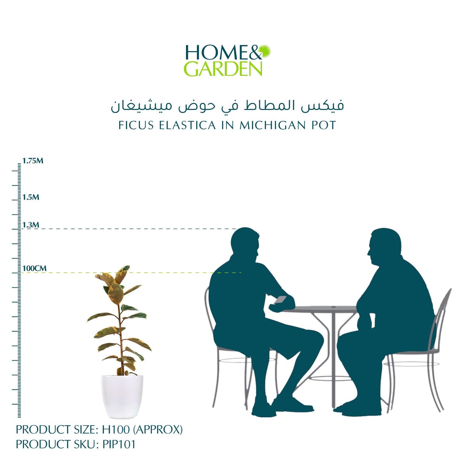 FICUS ELASTICA IN MICHIGAN POT - فيكس المطاط في حوض ميشيغان
