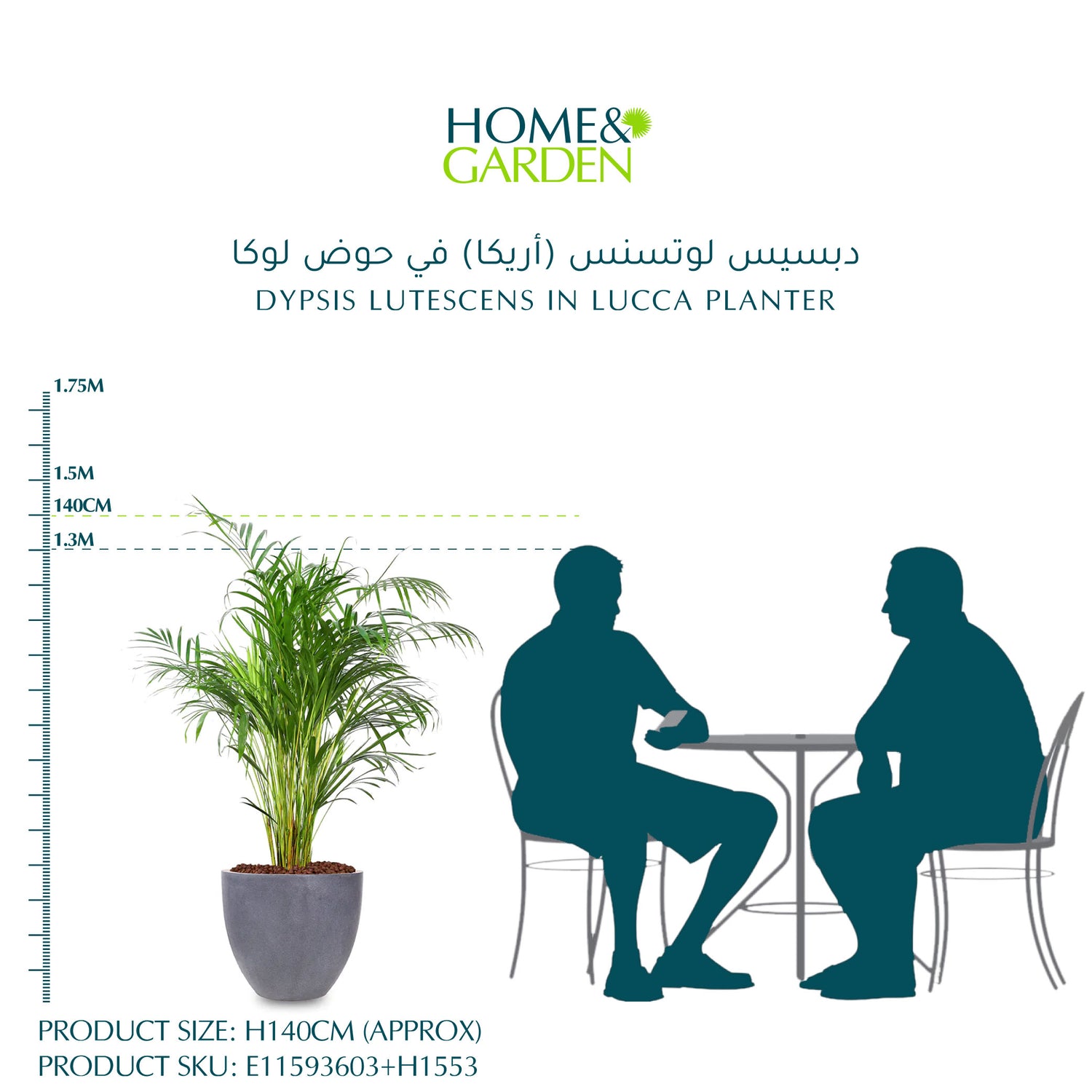 دبسيس لوتسنس (أريكا) في حوض لوكا