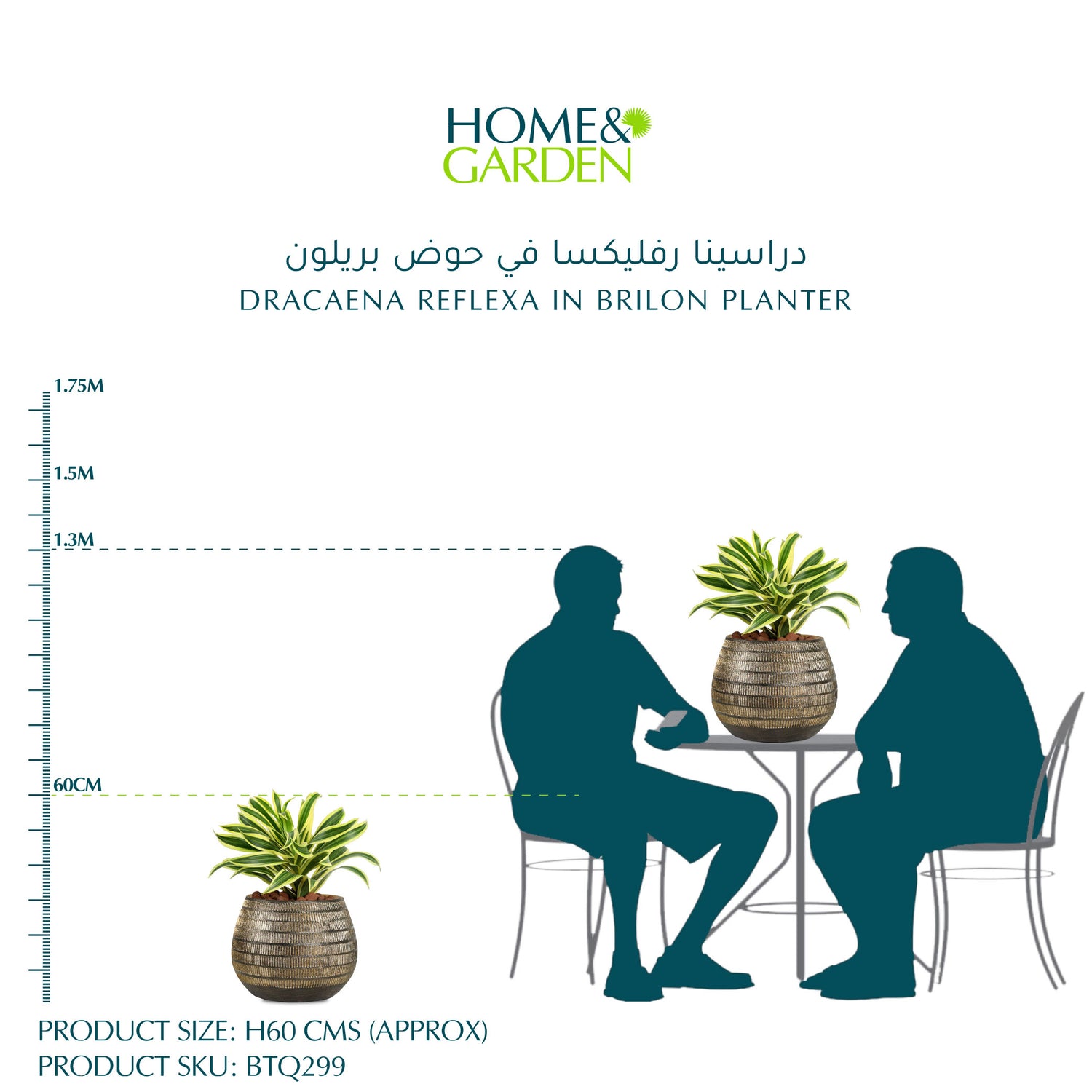 DRACAENA REFLEXA IN BRILON PLANTER - دراسينا رفليكسا في حوض بريلون