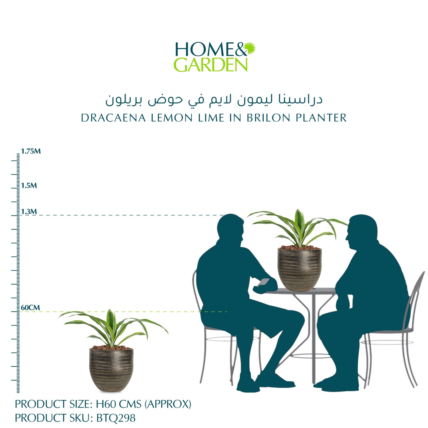 DRACAENA LEMON LIME IN BRILON PLANTER - دراسينا ليمون لايم في حوض بريلون