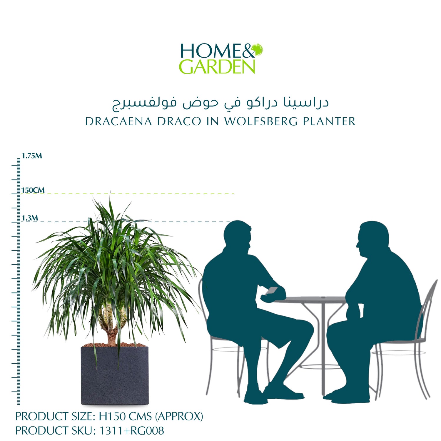  دراسينا دراكو في حوض وولفسبيرغ - ارتفاع 150 سم