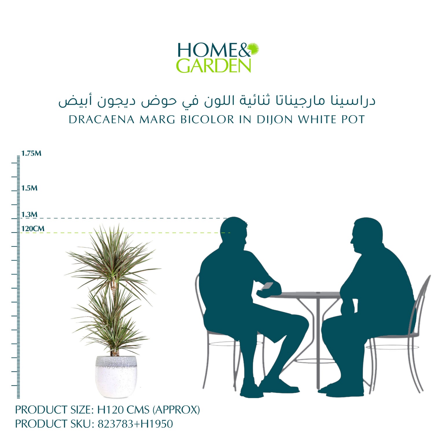 DRACAENA MARG BICOLOR IN DIJON WHITE POT - دراسينا مارجيناتا ثنائية اللون في حوض ديجون أبيض