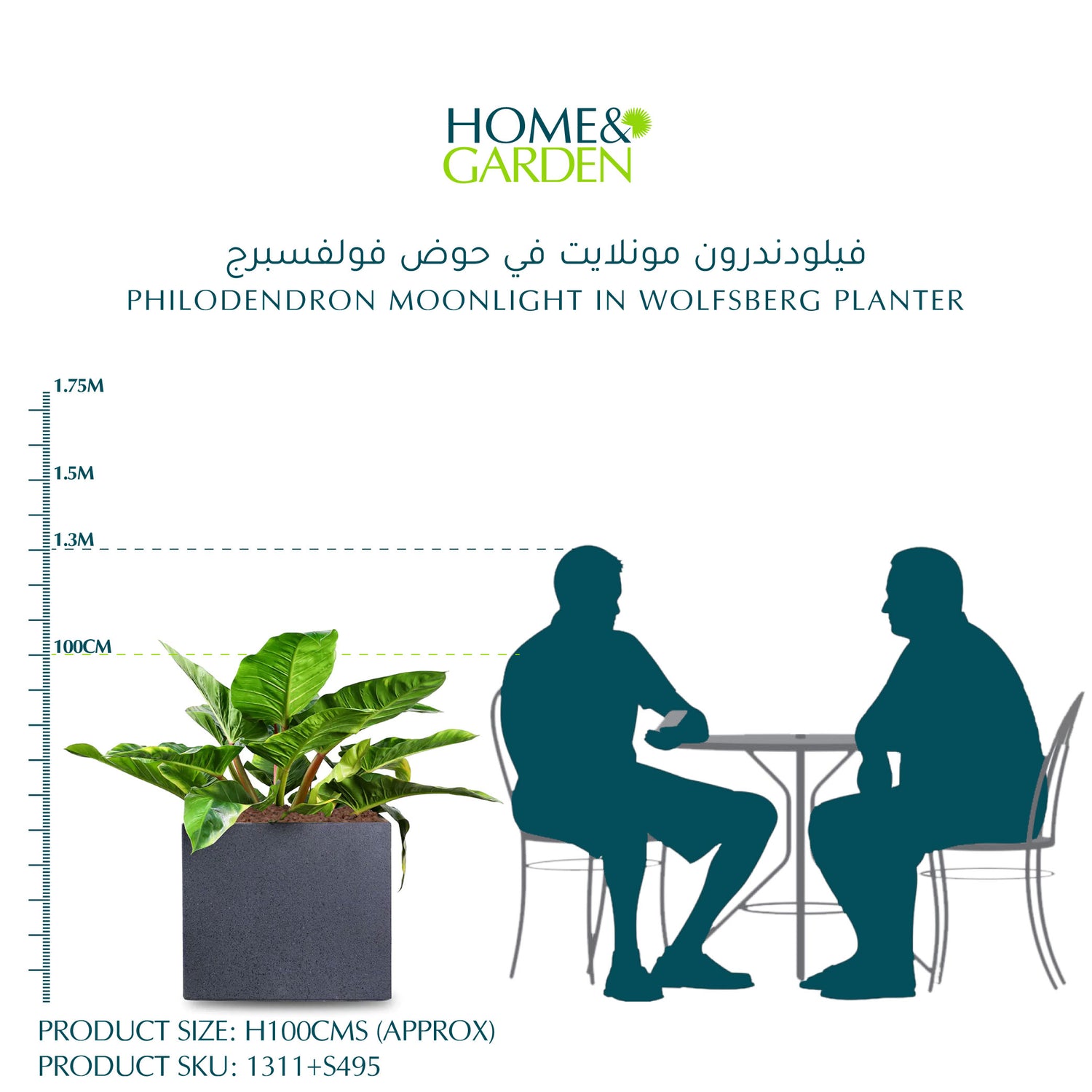 فيلودندرون مونلايت في حوض وولفسبيرغ - ارتفاع 100 سم