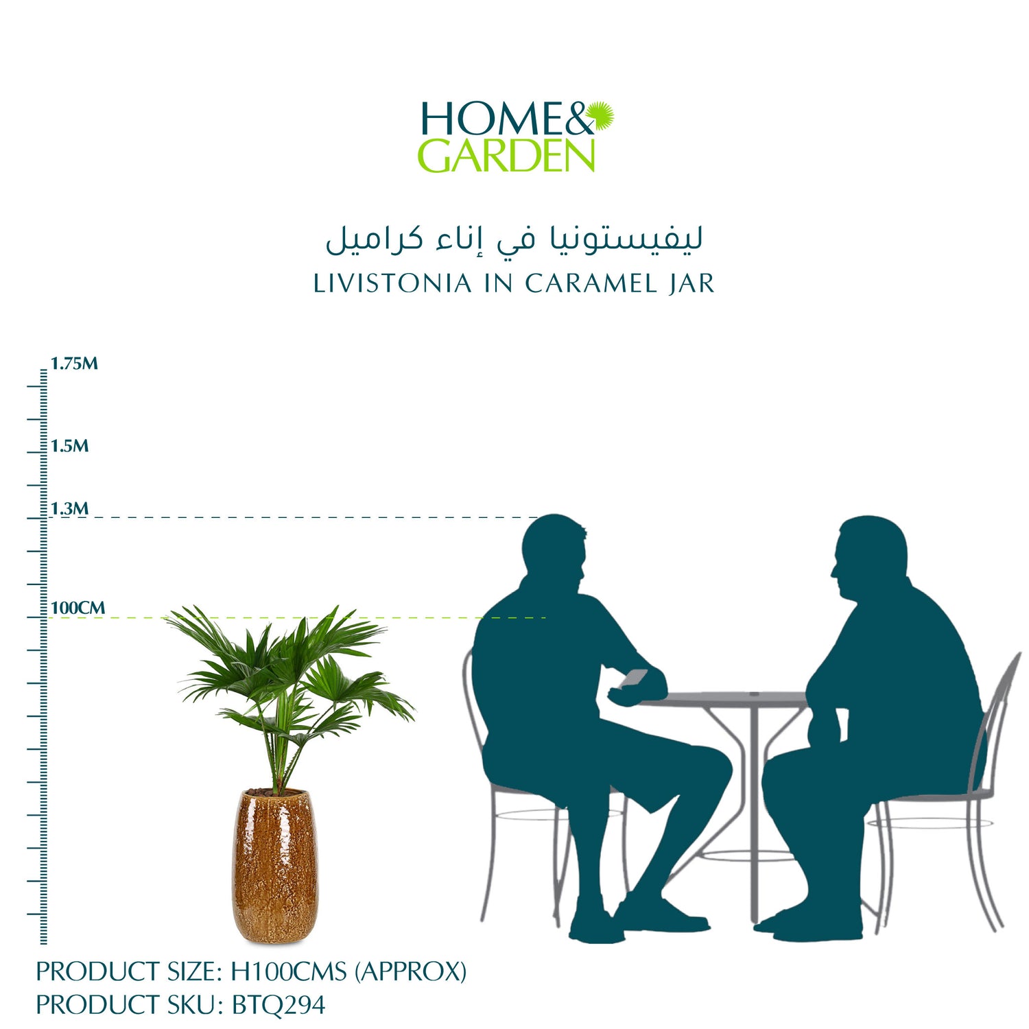 LIVISTONIA IN CARAMEL JAR - ليفيستونيا في إناء كراميل