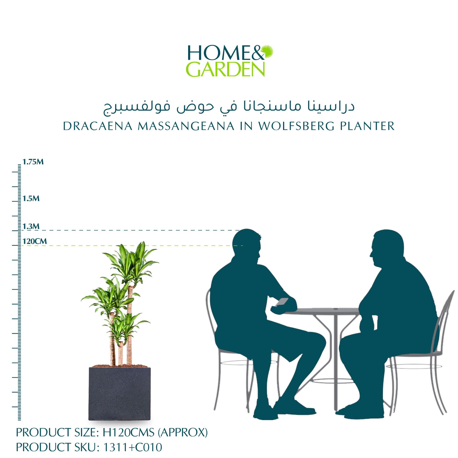  دراسينا ماسنجانا في حوض وولفسبيرغ - ارتفاع 120 سم