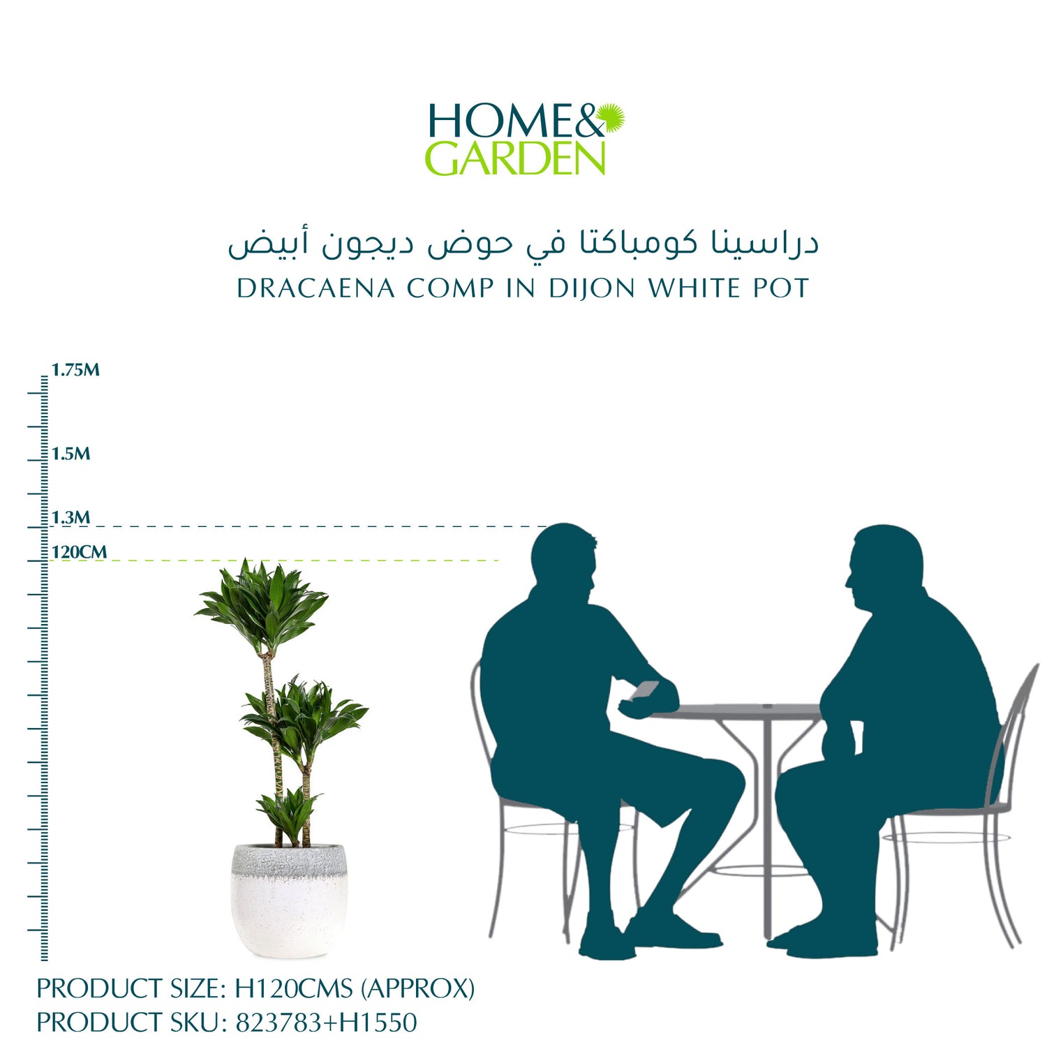 دراسينا كومباكتا في حوض ديجون أبيض
