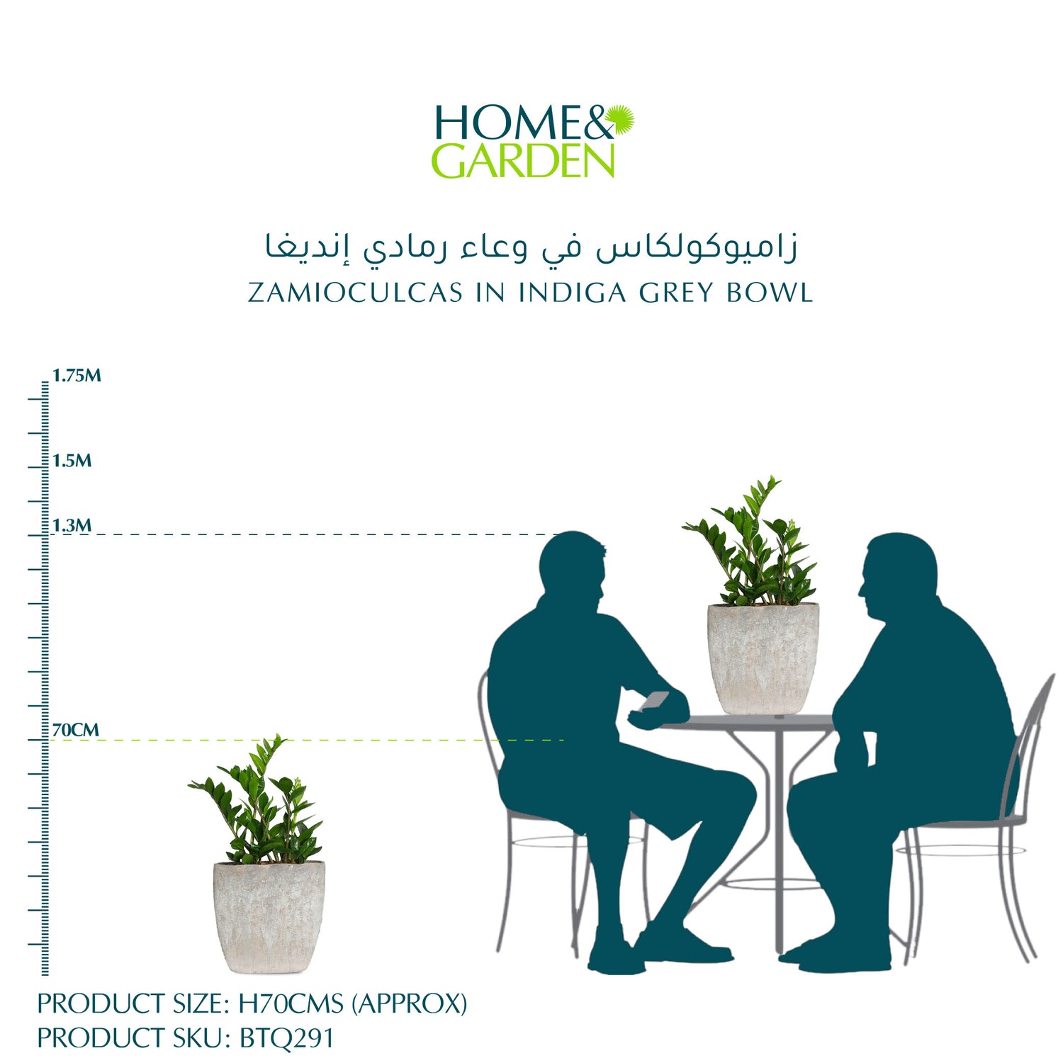ZAMIOCULCAS IN INDIGA GREY BOWL - زاميوكولكاس في حوض رمادي إنديغا