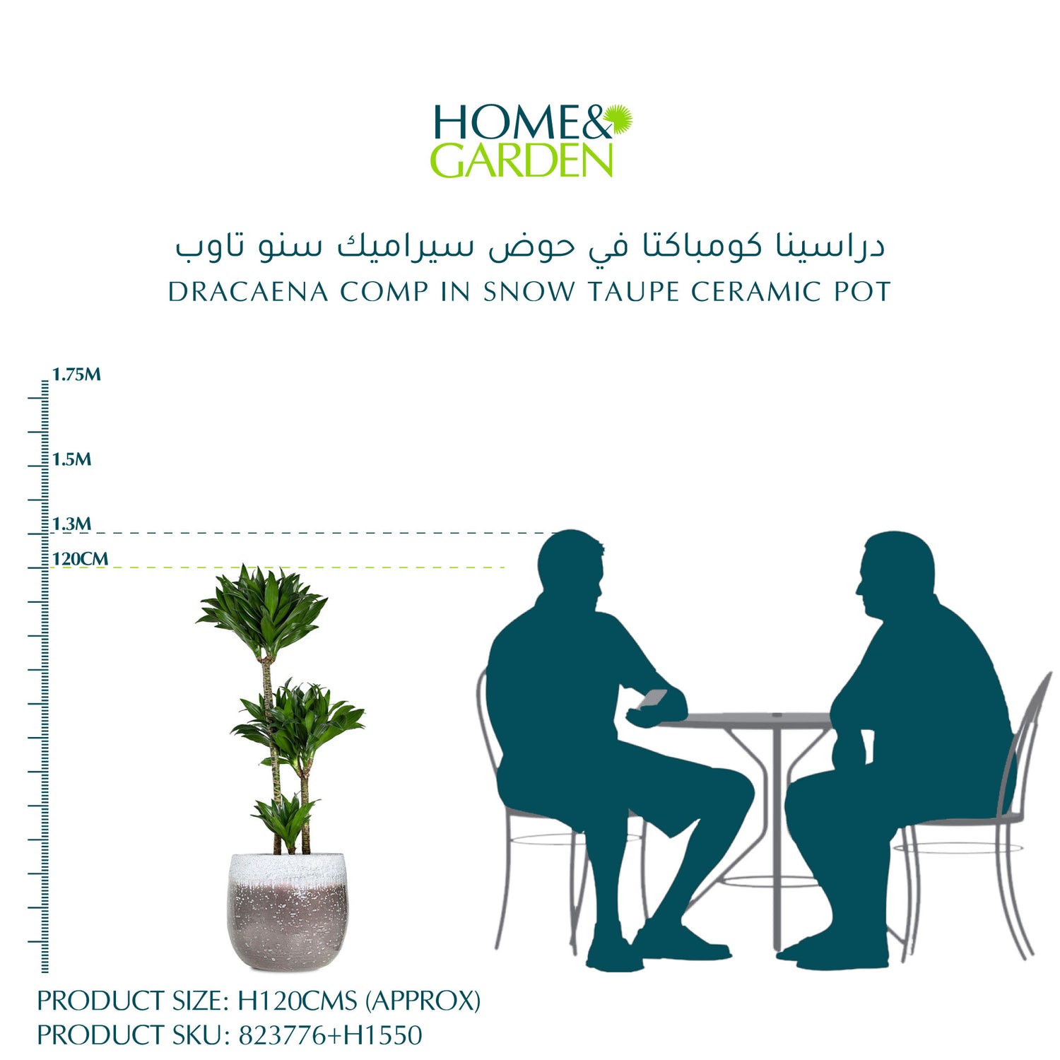 DRACAENA COMP IN SNOW TAUPE CERAMIC POT - دراسينا كومباكتا في حوض سيراميك سنو تاوب