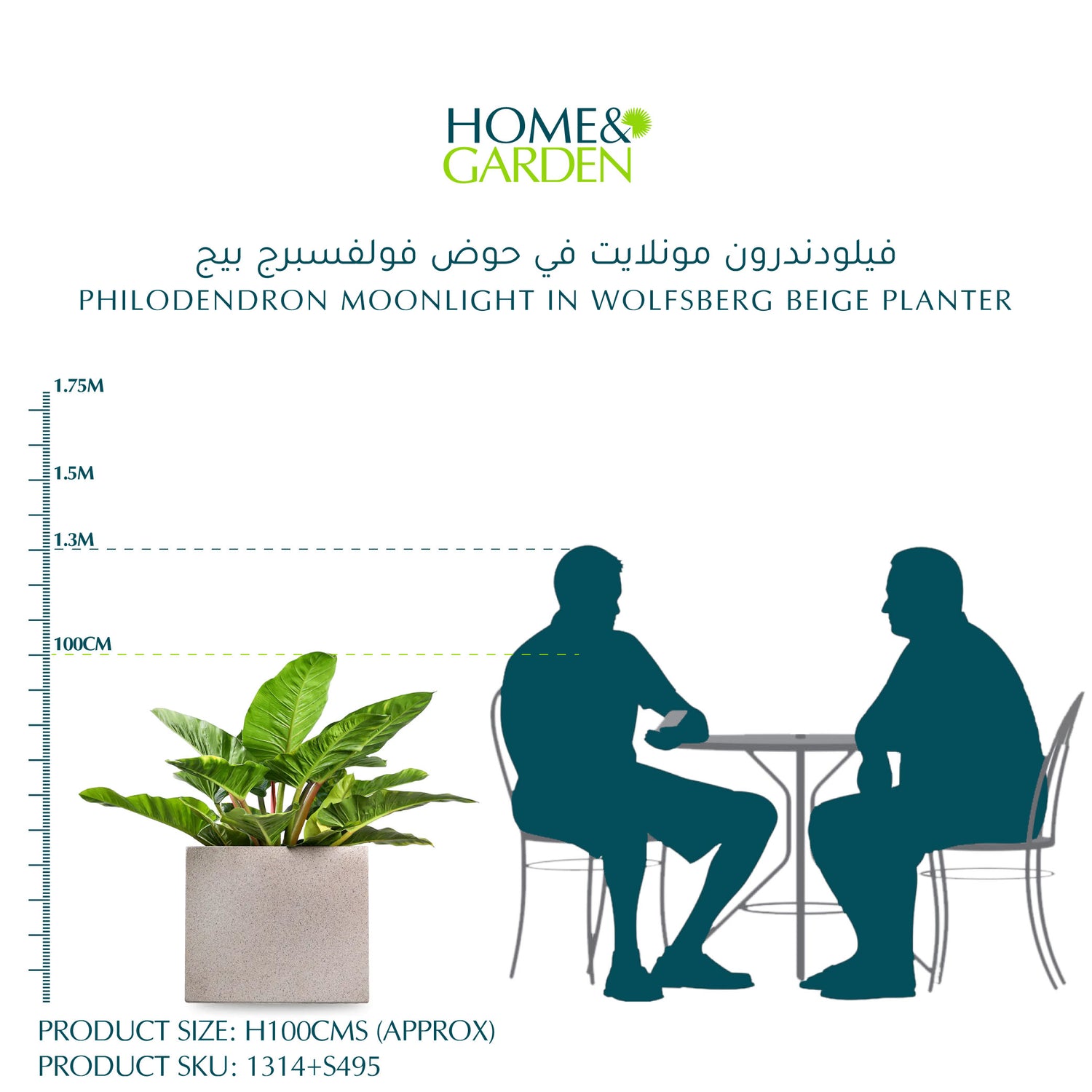  فيلودندرون مونلايت في حوض وولفسبيرغ بيج - ارتفاع 100 سم