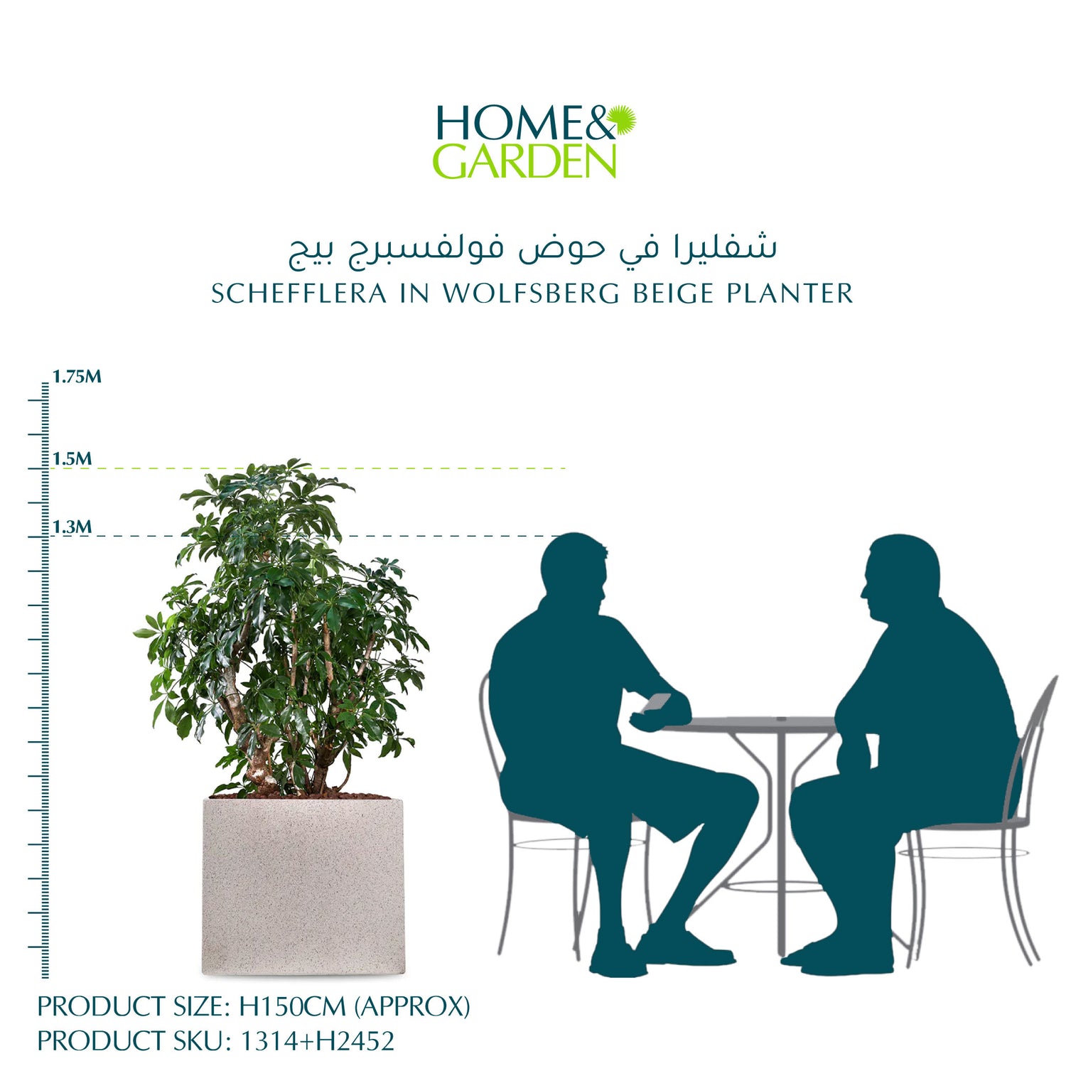  شيفليرا في حوض وولفسبيرغ بيج - ارتفاع 150 سم