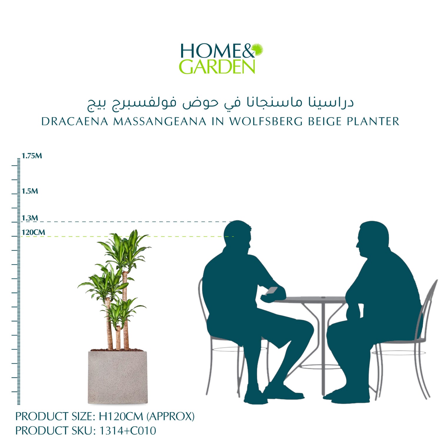 دراسينا ماسنجانا في حوض وولفسبيرغ بيج - ارتفاع 120 سم